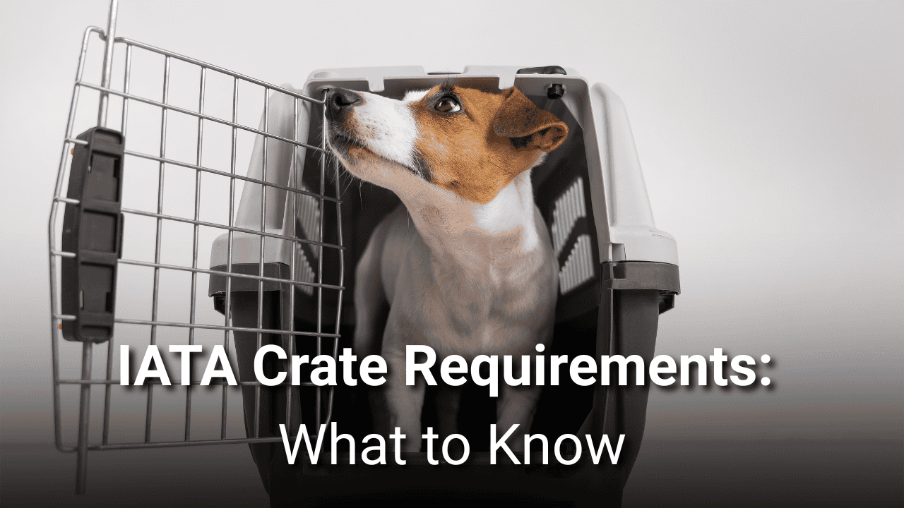 Featured image for “IATA Crate Requirements for Pets Flying as Cargo”