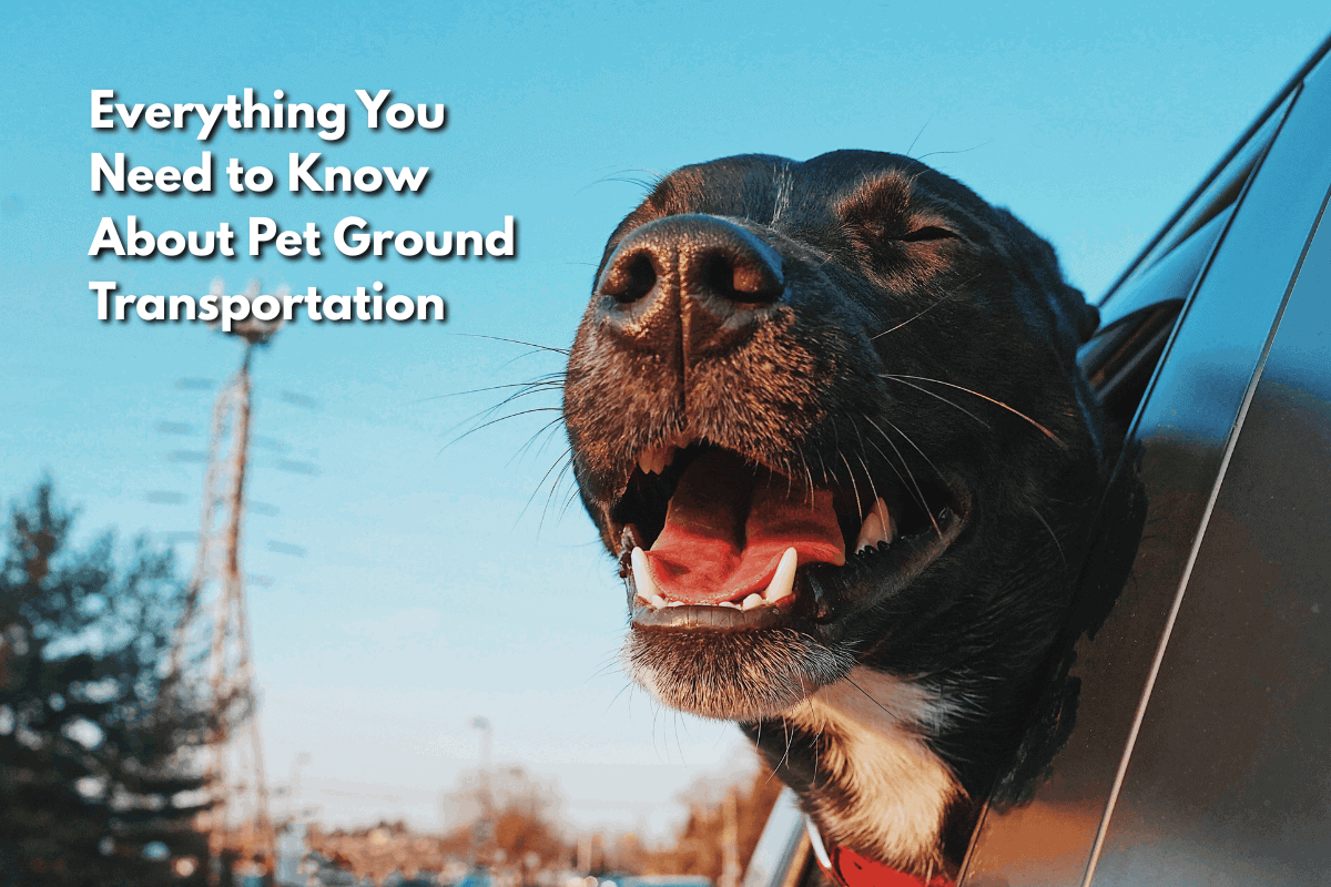 Black dog with its head out of a car window, mouth open and eyes squinting in the breeze against a clear blue sky, with the title “Everything You Need to Know About Pet Ground Transportation.”