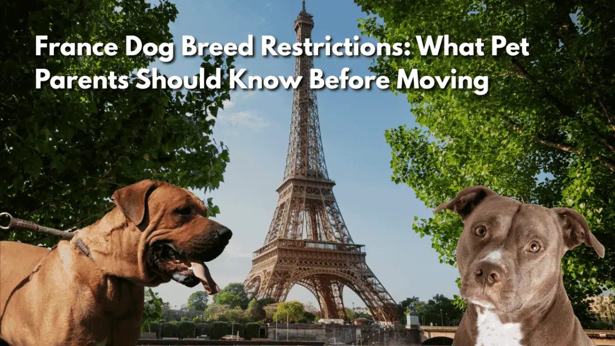 A brown mastiff-type dog and a gray pit bull-type dog in front of the Eiffel Tower, illustrating France dog breed restrictions