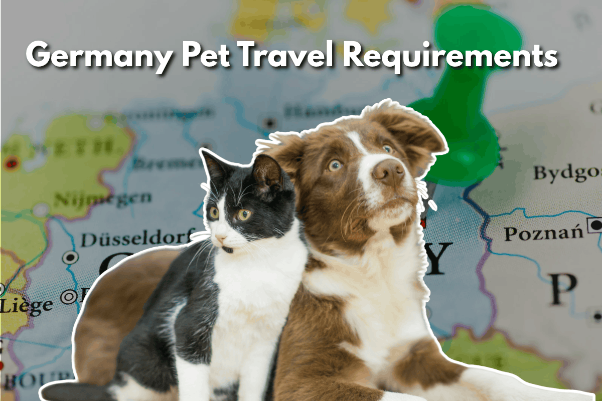 Black and white cat and brown and white puppy in front of a map of Germany with a green pin, titled Germany Pet Travel Requirements.