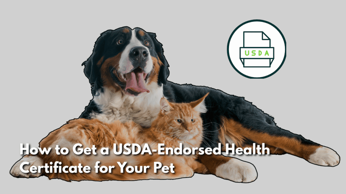 Bernese Mountain Dog and orange Maine Coon cat lying together beside a USDA health certificate icon.