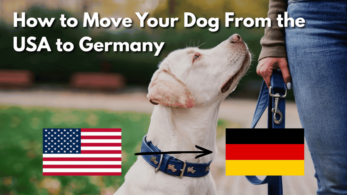 White dog on a leash looking up at its owner, with an arrow from the US flag to the German flag.