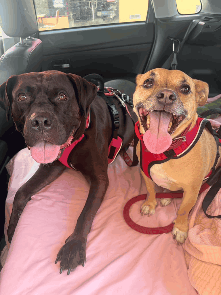 Two dogs in matching red harnesses sitting side by side on a pink blanket in the back of a vehicle, a chocolate Labrador mix on the left and a smaller tan dog with a graying muzzle on the right, both smiling with their tongues out.