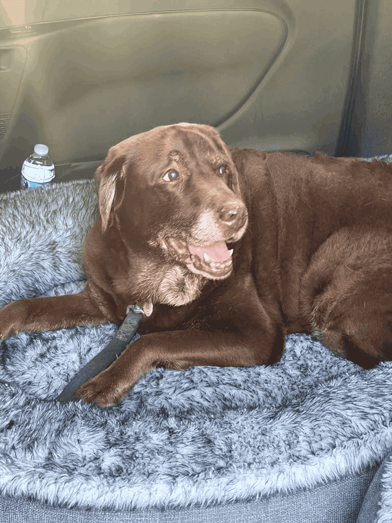 Senior chocolate Labrador with a graying muzzle resting on a plush gray dog bed in the back of a vehicle during a cross-country trip.