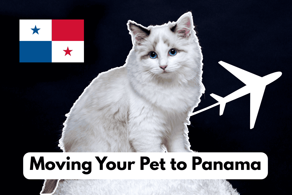 Fluffy white ragdoll cat with blue eyes beside a Panama flag and an airplane icon, with the text “Moving Your Pet to Panama”
