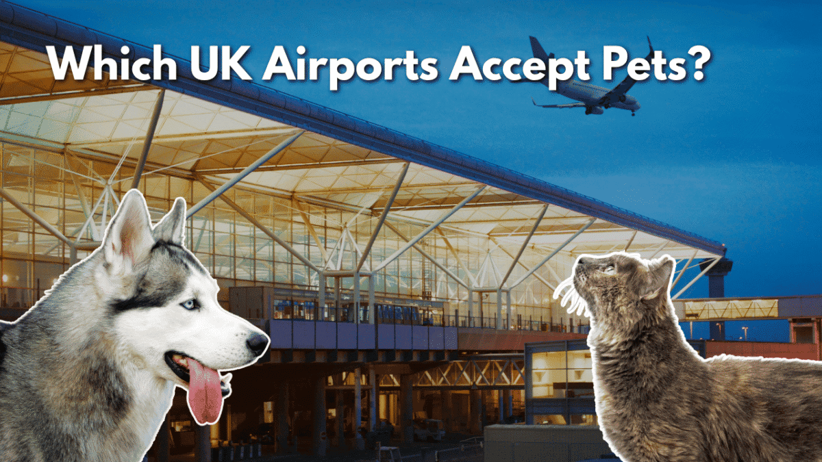 Husky and cat in front of a UK airport terminal with the title “Which UK Airports Accept Pets?”