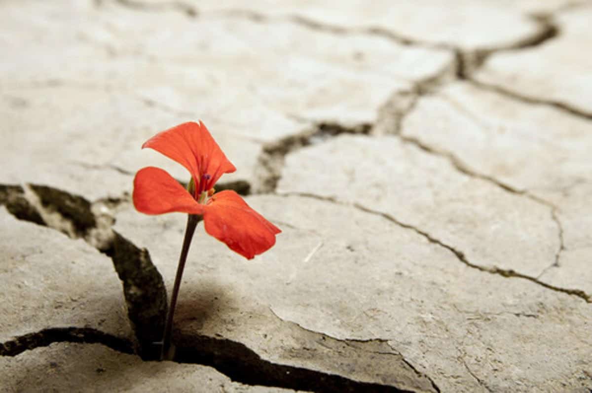 Pedagogías sobre resiliencia en Tarso