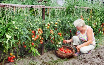 Cultiva una huerta en casa