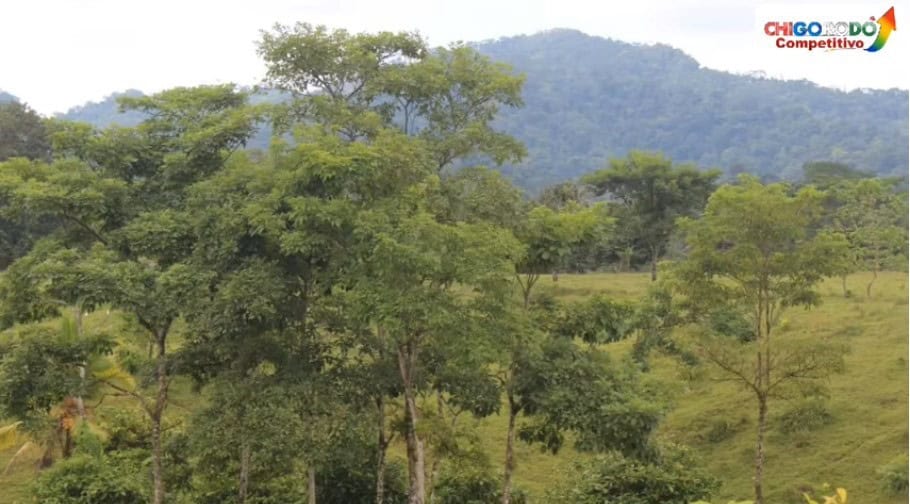 Chigorodó protege las fuentes hídricas