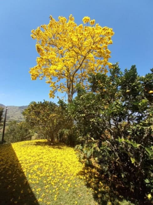 Reforestando Titiribí Antioquia