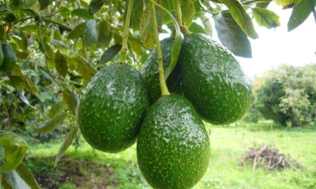 En Abejorral salió el primer contenedor de aguacates de Antioquia hacia china