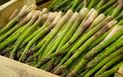 Nuevo proyecto de espárragos verdes con producción agroecológica en Jardín