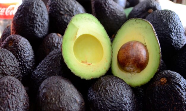 Aguacate de Horizontes para el mundo