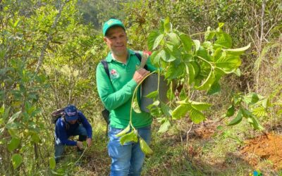 10.000 árboles serán sembrados en Amalfi como medida de conservación ambiental