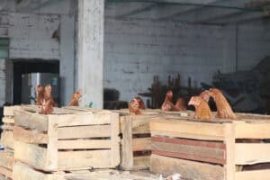 Yalí entrega gallinas ponedoras y alimento a 32 beneficiarios