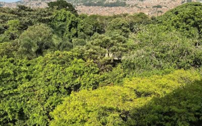 Director del GEF destaca a Medellín en Climate Week