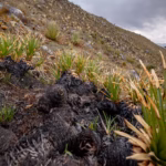 Humboldt alerta por especies invasoras tras incendios en páramos