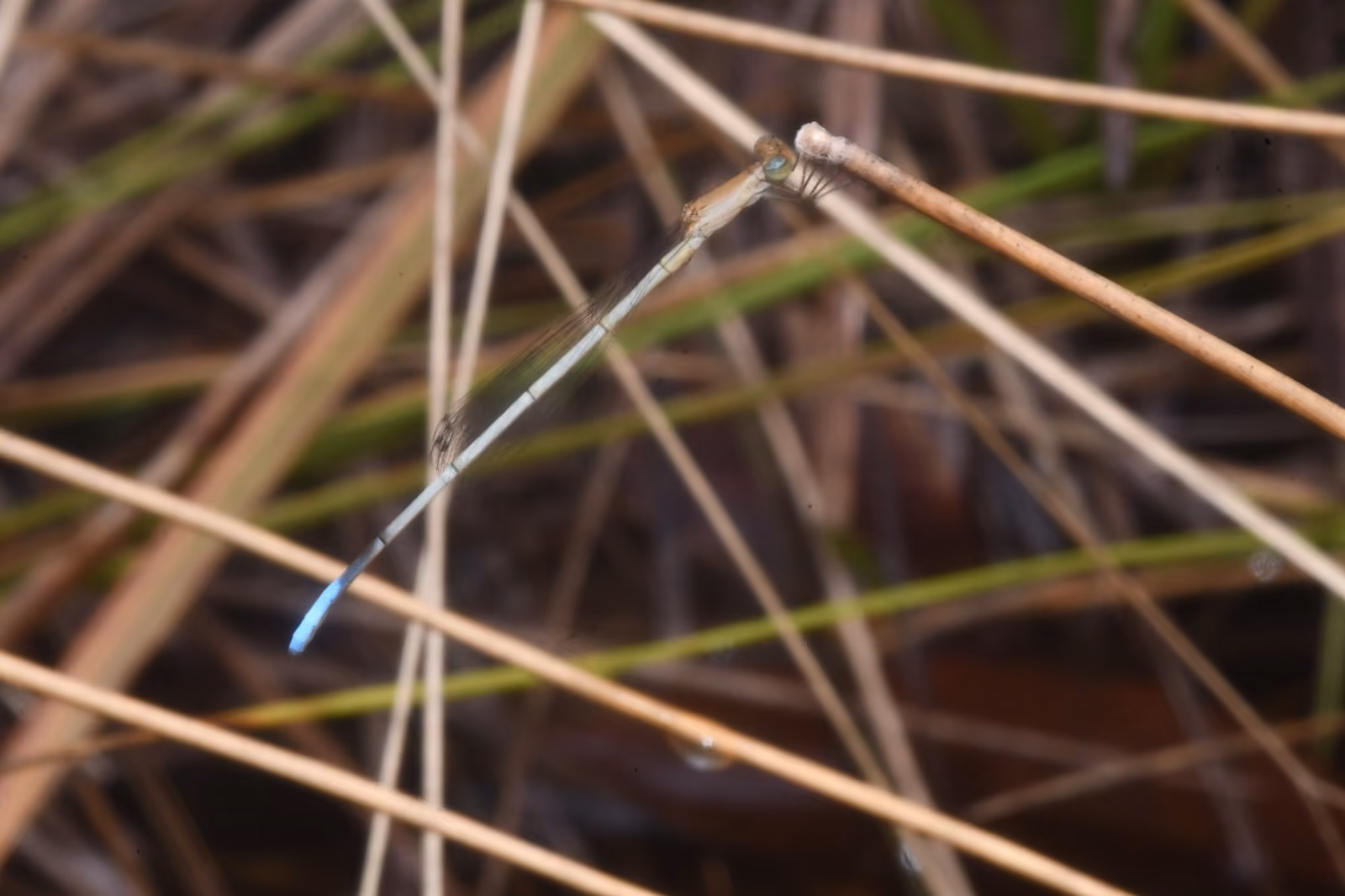 Leucobasis puinave, nueva damisela descrita en Guainía