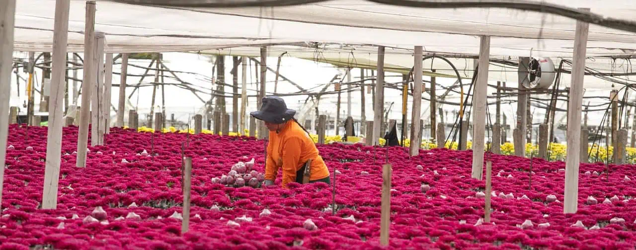 Crisantemos en cultivo, imagen de referencia sobre la roya blanca y la exportación de flores