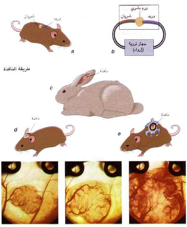 http://oloommagazine.com/images/Articles/11/SCI95b11N4_H03_004960.jpg