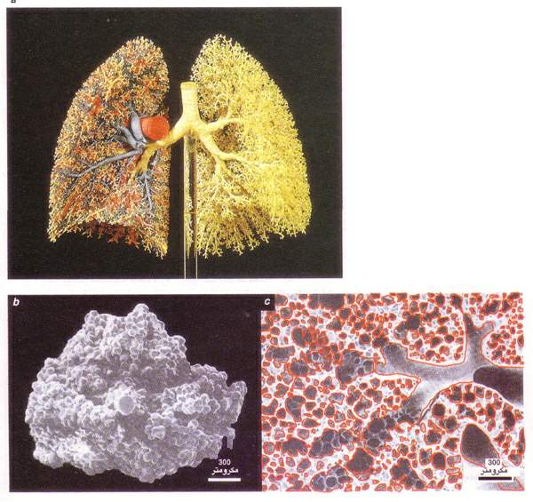 http://oloommagazine.com/images/Articles/11/SCI95b11N6-7_H04_005163.jpg