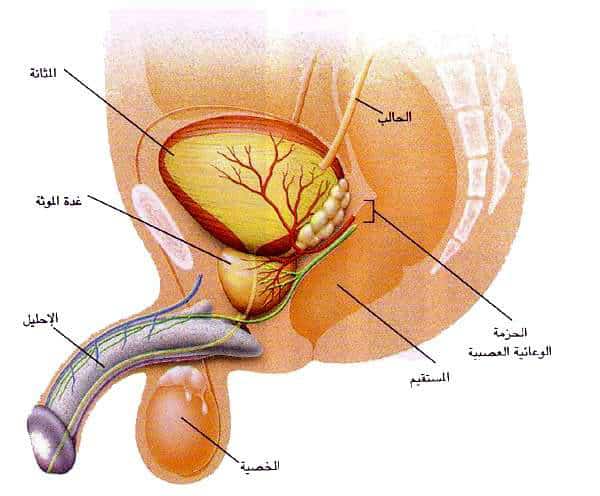 http://oloommagazine.com/images/Articles/11/SCI95b11N5_H03_005055.jpg