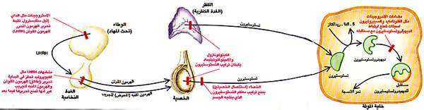 http://oloommagazine.com/images/Articles/11/SCI95b11N5_H03_005059.jpg
