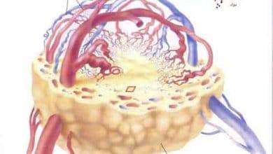 http://oloommagazine.com/images/Articles/11/SCI95b11N4_H03_004959.jpg