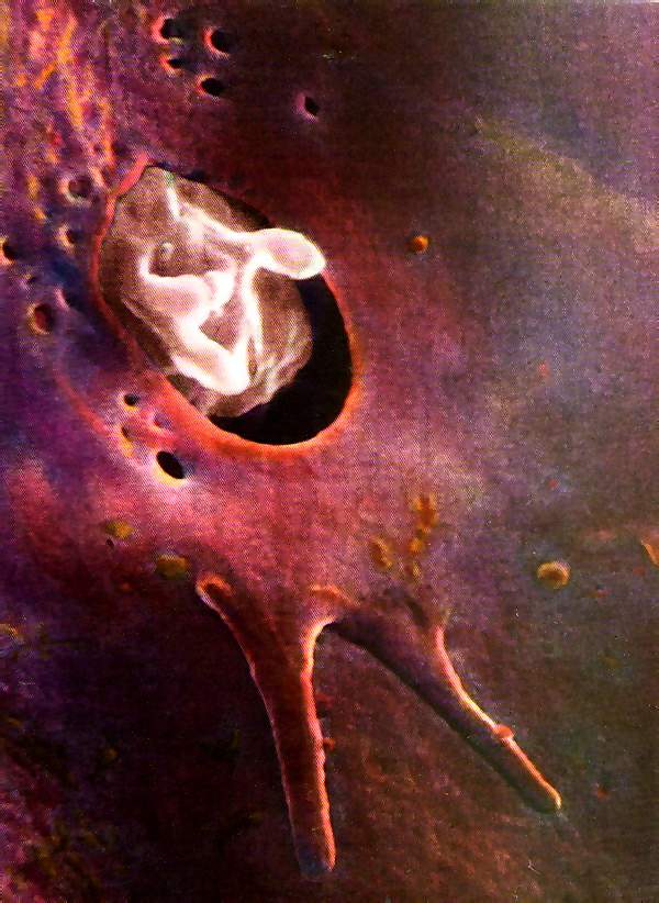 http://oloommagazine.com/images/Articles/11/SCI95b11N10_H02_004302.jpg