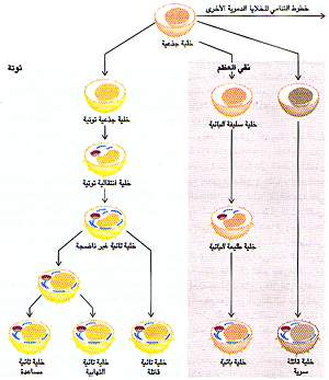 http://oloommagazine.com/images/Articles/11/SCI95b11N10_H02_004303.jpg