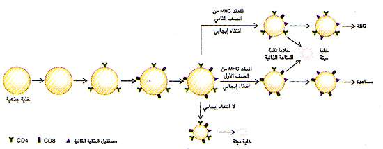 http://oloommagazine.com/images/Articles/11/SCI95b11N10_H02_004305.jpg