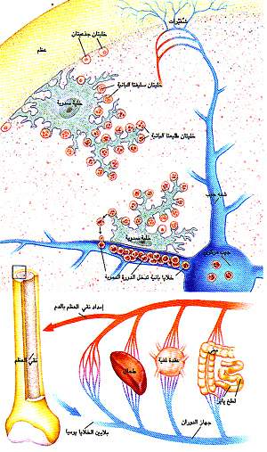 http://oloommagazine.com/images/Articles/11/SCI95b11N10_H02_004306.jpg