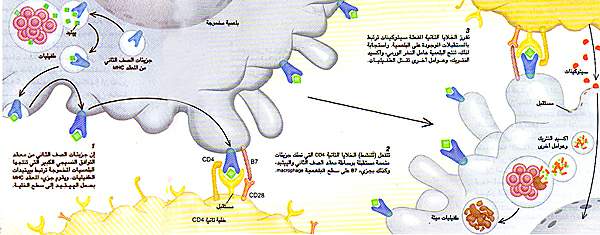 http://oloommagazine.com/images/Articles/11/SCI95b11N10_H04_004320.jpg