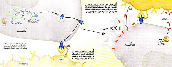 http://oloommagazine.com/images/Articles/11/SCI95b11N10_H04_004321.jpg
