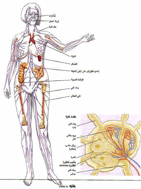 http://oloommagazine.com/images/Articles/11/SCI95b11N10_H01_004296.jpg