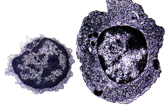 http://oloommagazine.com/images/Articles/11/SCI95b11N10_H01_004299.jpg
