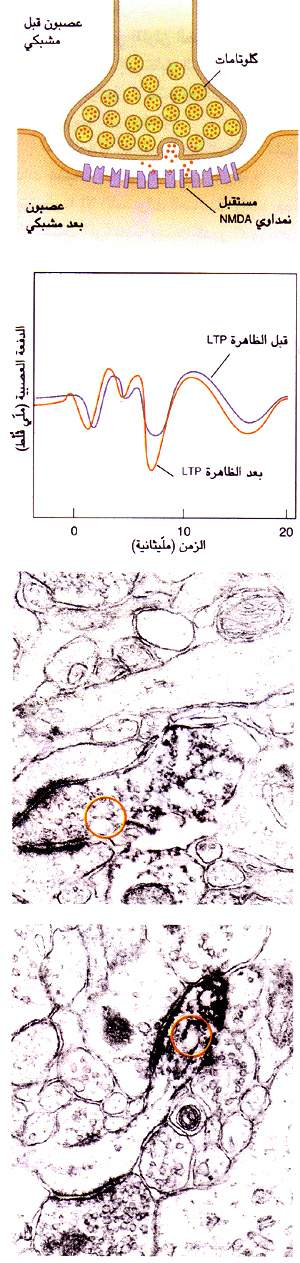 http://oloommagazine.com/images/Articles/12/SCI96b12N1_H01_005582.jpg