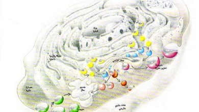 http://oloommagazine.com/images/Articles/12/SCI96b12N11-12_H04_005479.jpg