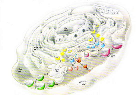 http://oloommagazine.com/images/Articles/12/SCI96b12N11-12_H04_005479.jpg