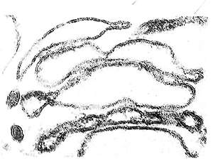 http://oloommagazine.com/images/Articles/12/SCI96b12N11-12_H04_005487.jpg