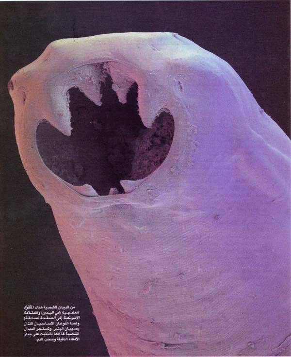 http://oloommagazine.com/images/Articles/12/SCI96b12N2_H04_005718.jpg