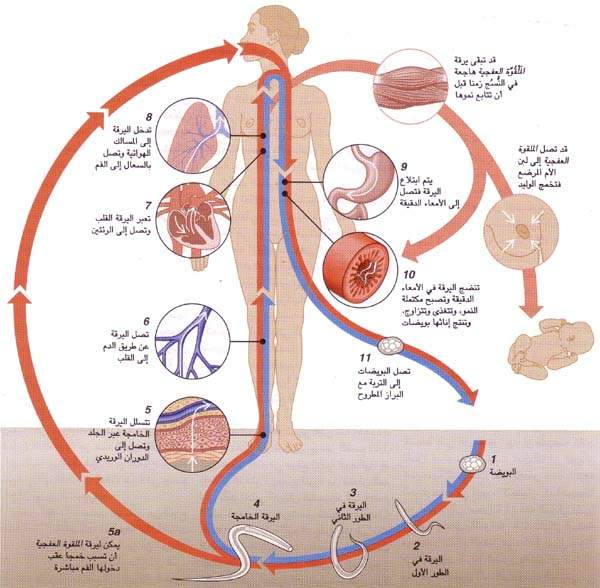 http://oloommagazine.com/images/Articles/12/SCI96b12N2_H04_005721.jpg