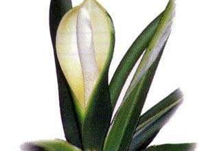 http://oloommagazine.com/images/Articles/13/SCI97b13N6-7_H02_007063.jpg