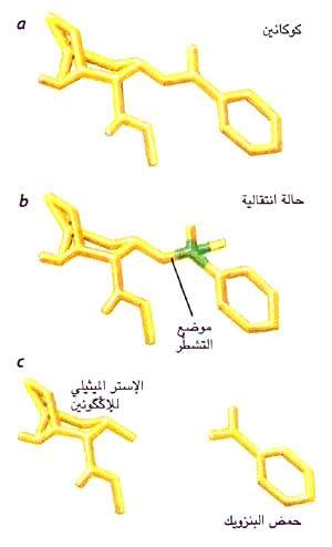 http://oloommagazine.com/images/Articles/13/SCI97b13N11_H02_006424.jpg