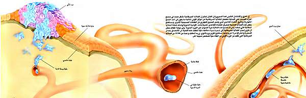 http://oloommagazine.com/images/Articles/14/SCI98b14N1-2_H03_007271.jpg