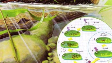 http://oloommagazine.com/images/Articles/14/SCI98b14N8-9_H03_008066.jpg