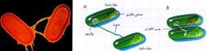 http://oloommagazine.com/images/Articles/14/SCI98b14N8-9_H03_008069.jpg