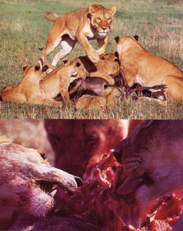 http://oloommagazine.com/images/Articles/14/SCI98b14N4_H01_007739.jpg