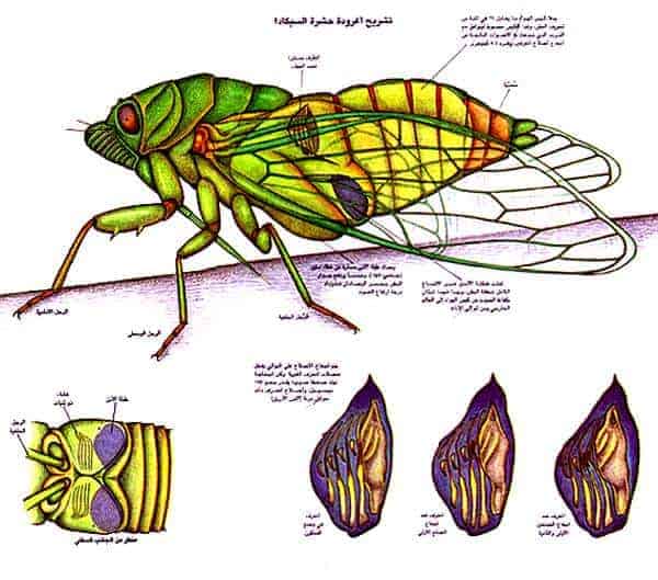 http://oloommagazine.com/images/Articles/14/SCI98b14N12_H04_007573.jpg