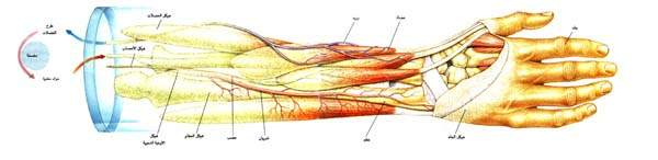 http://oloommagazine.com/images/Articles/14/SCI98b14N5_H03_007853.jpg
